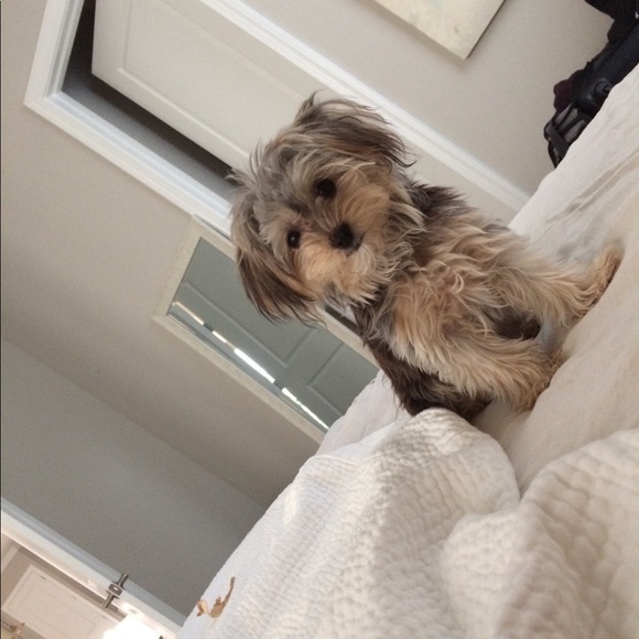 Meet your Posher, Susan - Picture 2 of 2